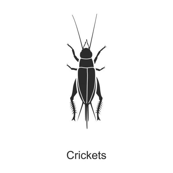 Inseto vetor de críquete icon.Black vetor ícone isolado no fundo branco inseto críquete  . — Vetor de Stock