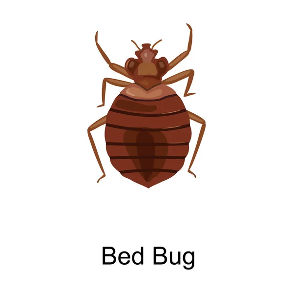 Ikona vektoru Bedbug. Ikona vektoru Cartoon izolované na bílém pozadí bedbug . — Stockový vektor