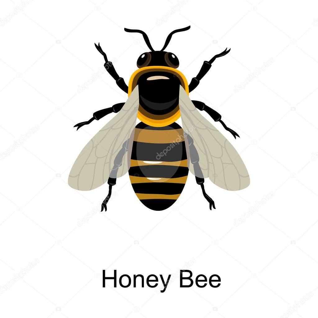 Bee honey vector icon.Cartoon vector logo isolated on white background bee honey.