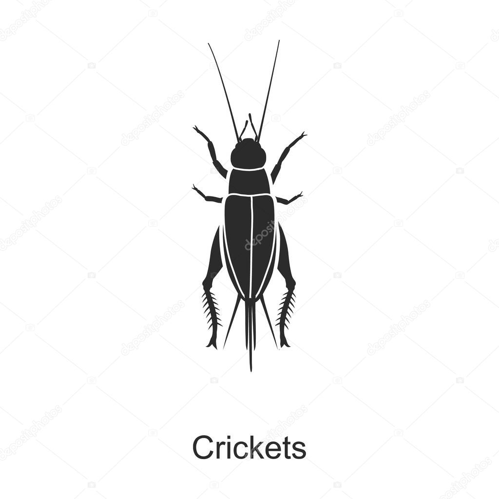 Insect cricket vector icon.Black vector icon isolated on white background insect cricket .
