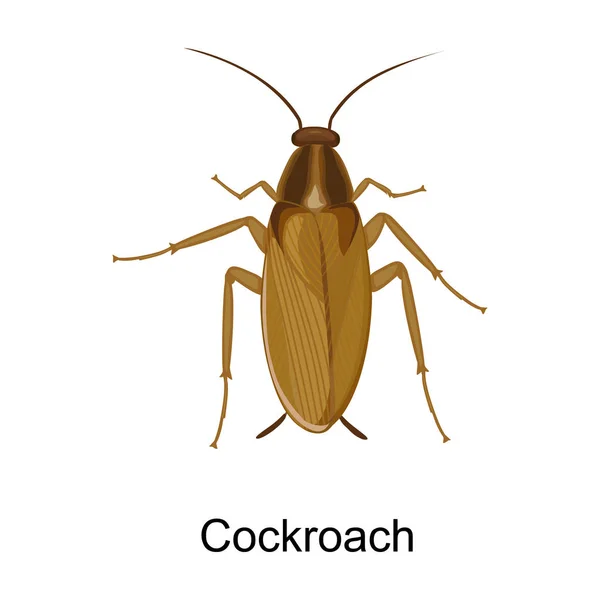 Cockroach vector icon.Cartoon vector icon isolated on white background cockroach. — Stock Vector