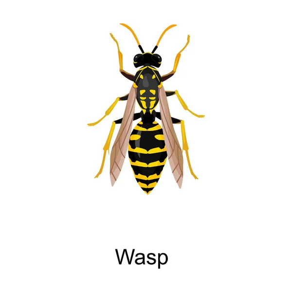 Insectenwesp vector icon.Cartoon vector pictogram geïsoleerd op witte achtergrond insectenwesp . — Stockvector