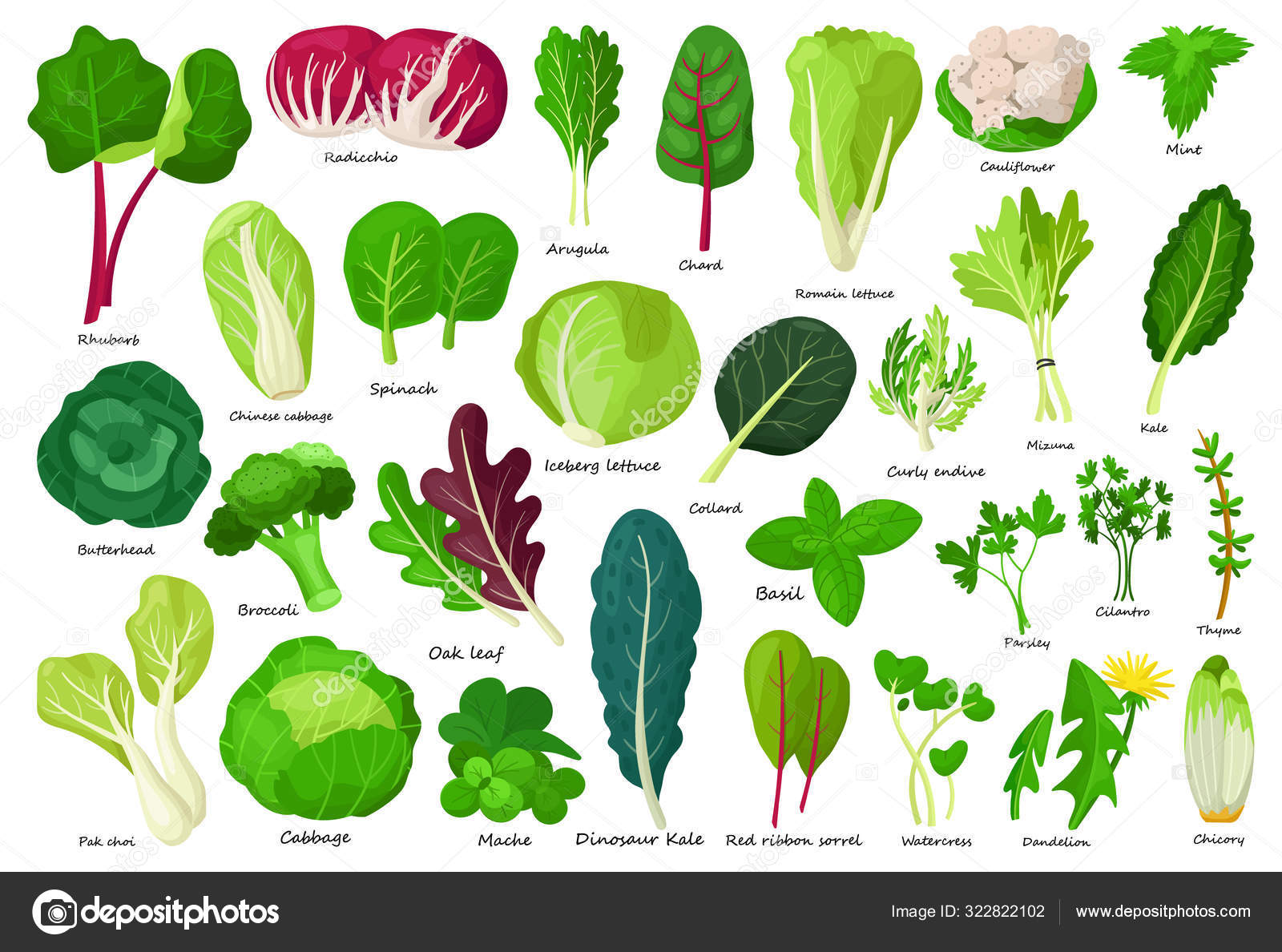 Vegetable lettuce cartoon vector icon.Illustration of isolated cartoon