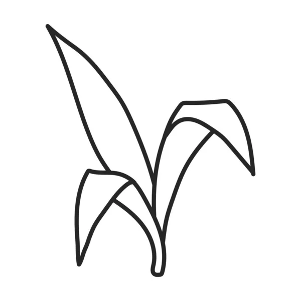 Foglie di canna da zucchero vettore icon.Line icona vettoriale isolato su foglie di sfondo bianco di canna da zucchero  . — Vettoriale Stock