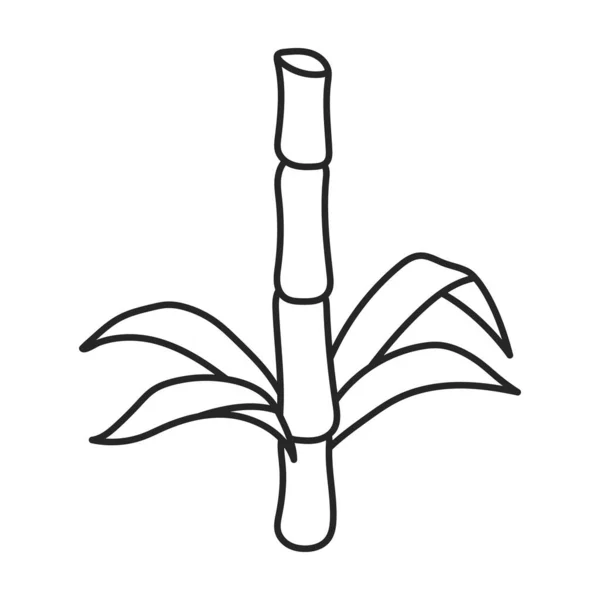 Tallo del icono de vectores de caña de azúcar. Icono de vectores de línea aislado en el tallo de fondo blanco de caña de azúcar  . — Vector de stock