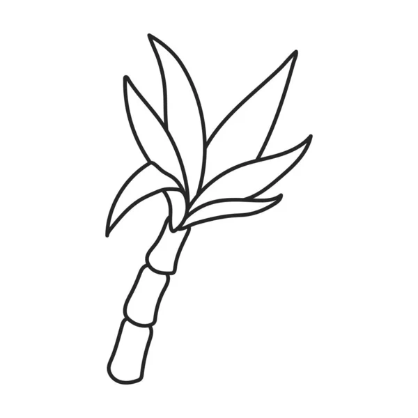 Liście ikony wektora trzciny cukrowej Linia wektorowa izolowana na białym tle liści trzciny cukrowej . — Wektor stockowy