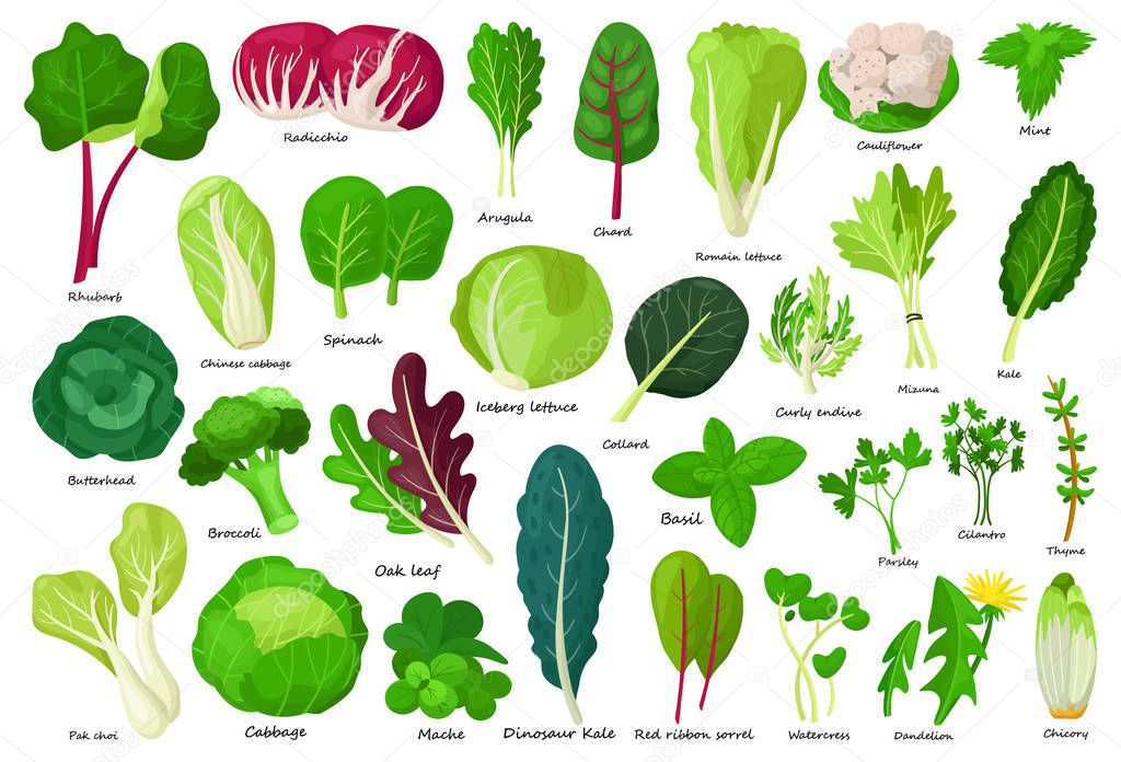 Vegetable lettuce cartoon vector icon.Illustration of isolated cartoon icon vegetable salad . Vector illustration set lettuce leaf and cabbage.