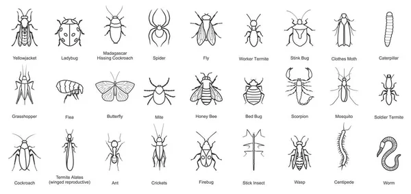 昆虫ベクターラインセットアイコンのバグベクターイラスト昆虫甲虫。隔離されたラインアイコンのバグとフライビートル. — ストックベクタ