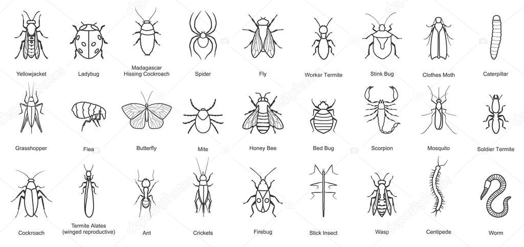 Bug of insect vector line set icon.Vector illustration insect beetle. Isolated line icon bug and fly beetle.