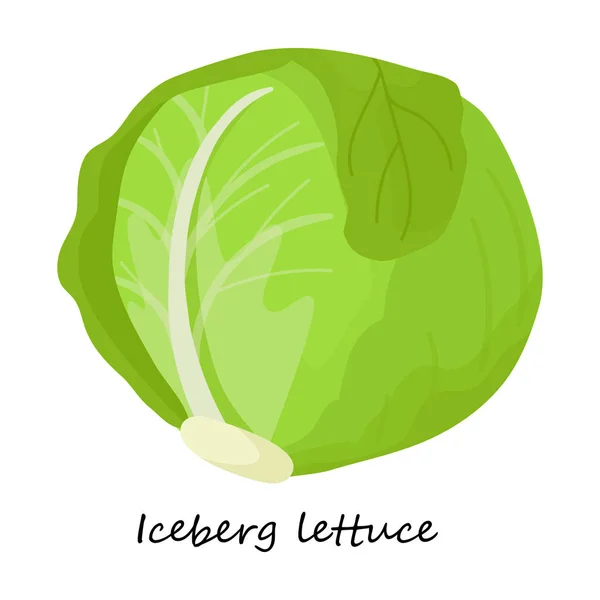 Εικονίδιο φορέα lettuce. Εικονίδιο φορέα κινουμένων σχεδίων απομονώνονται σε λευκό μαρούλι φόντο . — Διανυσματικό Αρχείο