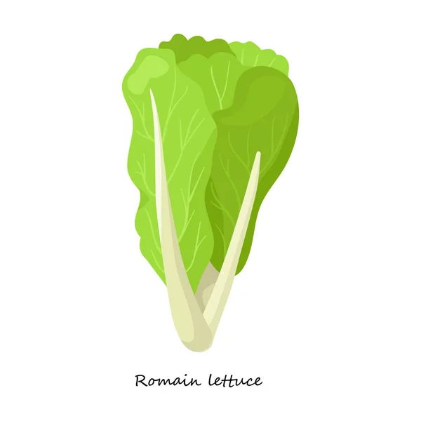 Icono de vector de lechuga. Icono de vector de dibujos animados aislado sobre lechuga de fondo blanco . — Vector de stock