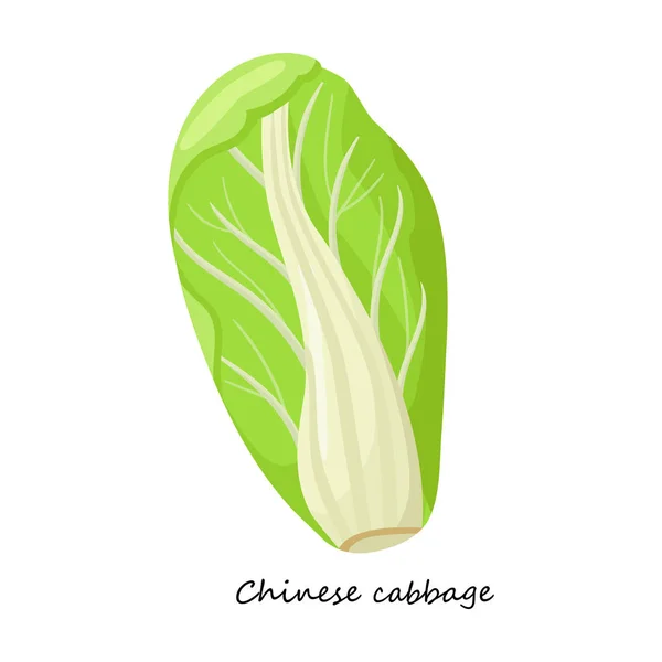 Λάχανο κινέζικο διάνυσμα εικόνα.Cartoon διάνυσμα εικονίδιο απομονώνονται σε λευκό λάχανο φόντο κινέζικο. — Διανυσματικό Αρχείο