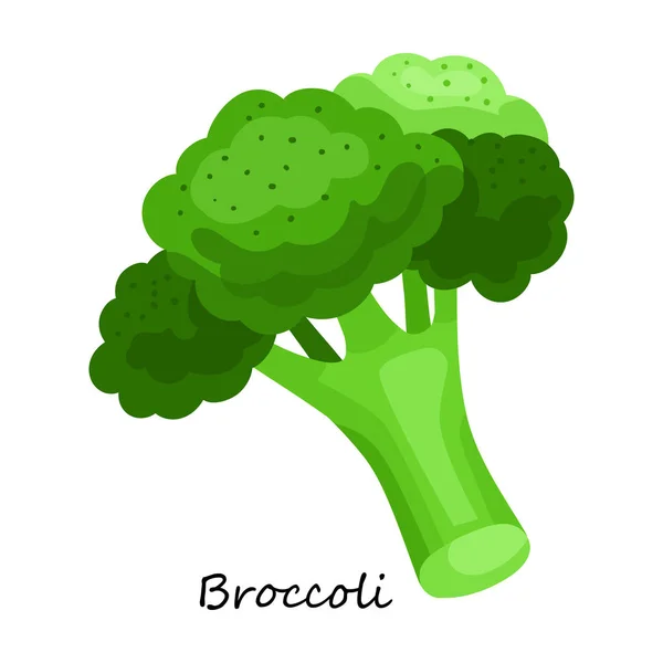 Salatvektor icon.cartoon Vektor-Symbol isoliert auf weißem Hintergrund Salat . — Stockvektor