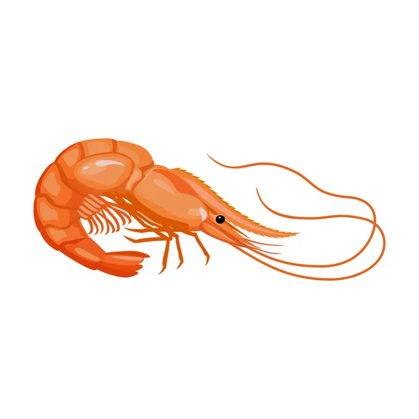Ícone do vetor do camarão icon.Cartoon vetor isolado no camarão fundo branco  . — Vetor de Stock