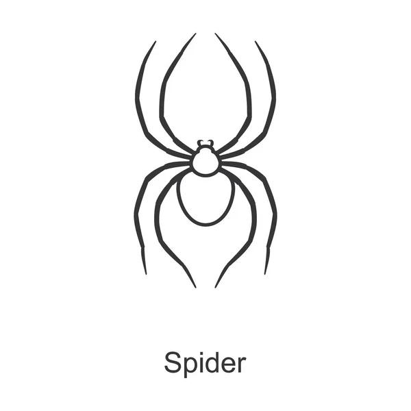 Spider vector icon.Line vector pictogram geïsoleerd op witte achtergrond spin . — Stockvector