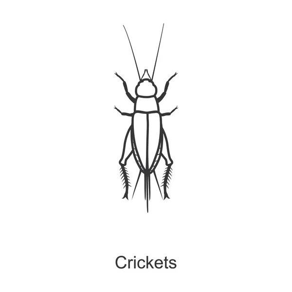 Insect cricket vector icon.Line vector pictogram geïsoleerd op witte achtergrond insect cricket. — Stockvector