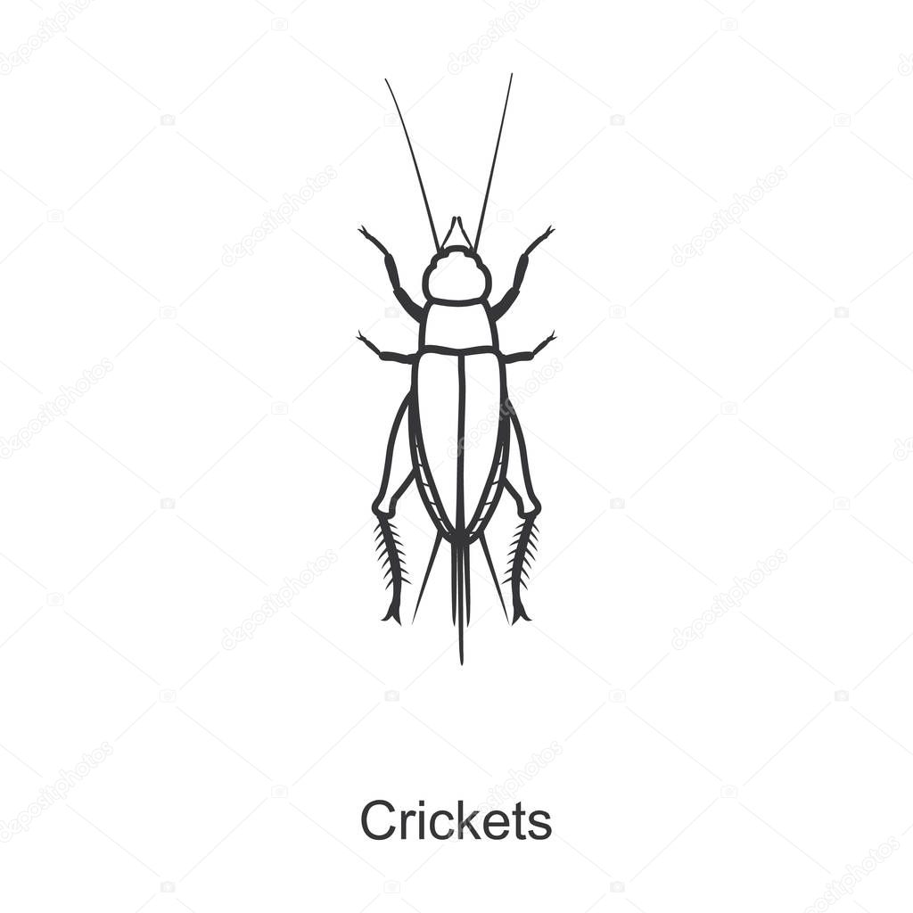 Insect cricket vector icon.Line vector icon isolated on white background insect cricket.