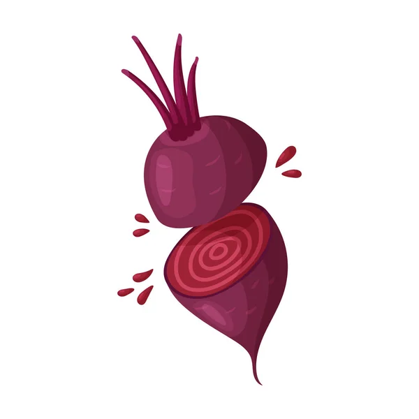 Beet vector icon.Cartoon vector icon isolated on white background beet . — 스톡 벡터