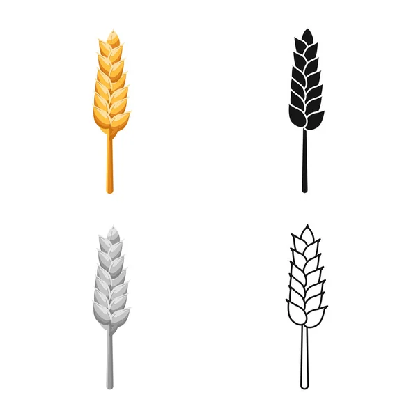 Vector design of wheat and stalk symbol. Collection of wheat and gold stock symbol for web. — Stock Vector