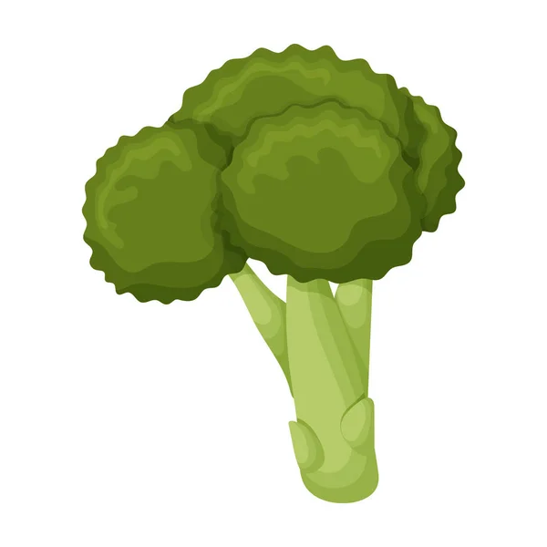 Col de brócoli icono vectorial. Icono vectorial de dibujos animados aislado sobre fondo blanco col de brócoli  . — Vector de stock
