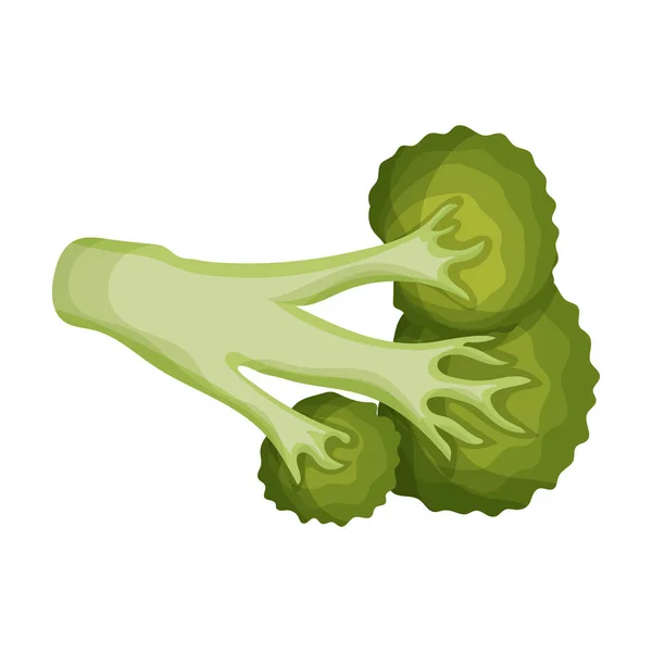 Chou de brocoli vecteur icon.Cartoon vecteur icône isolé sur fond blanc chou de brocoli  . — Image vectorielle