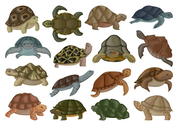 Ilustración de vector de tortuga marina sobre fondo blanco. Tortuga de animal vector icono conjunto de dibujos animados. Icono de conjunto de dibujos animados aislado tortuga marina  . — Vector de stock