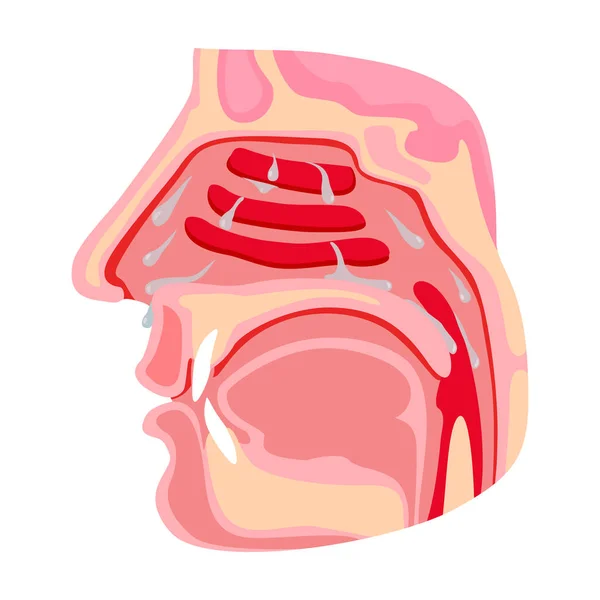 Icône vectorielle Nasopharynx Icône vectorielle de bande dessinée isolée sur fond blanc nasopharynx . — Image vectorielle