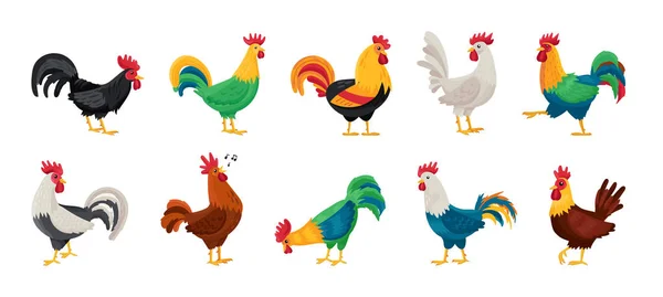 Cock of animal isolated cartoon set icon.Vector illustration set rooster cockerel.Vector cartoon icon cock of animal. — Stock Vector