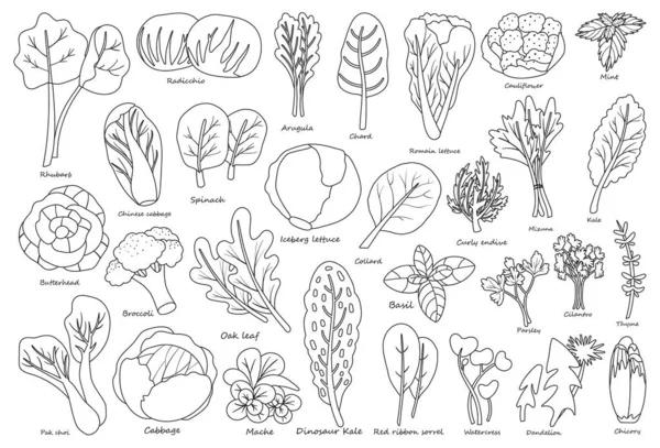 Esboço de alface vegetal, ícone de vetor de linha.Ilustração de Esboço isolado, salada de legumes ícone de linha. Conjunto de ilustrações vetoriais folha de alface e repolho . — Vetor de Stock