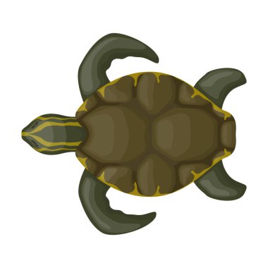 Sea turtle vector icon.Cartoon vector icon isolated on white background sea turtle.