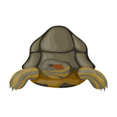 Sea turtle vector icon.Cartoon vector icon isolated on white background sea turtle.