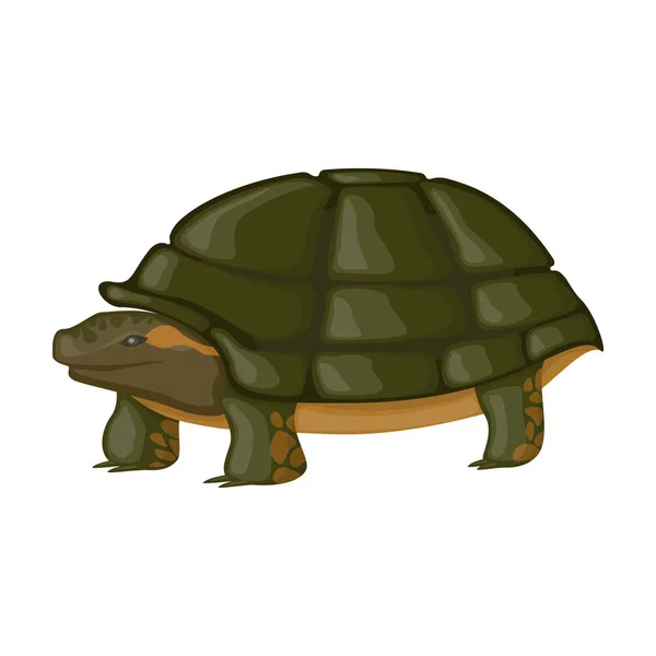 Sea turtle vector icon.Cartoon vector icon isolated on white background sea turtle. — Stock Vector