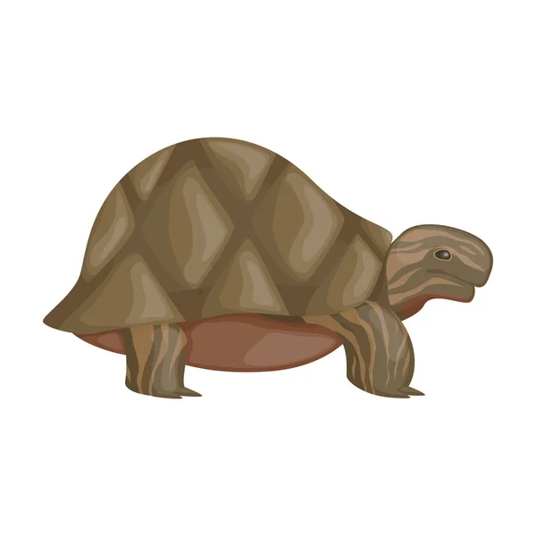Icono de vector de tortuga marina. Icono de vector de dibujos animados aislado en fondo blanco tortuga marina . — Vector de stock