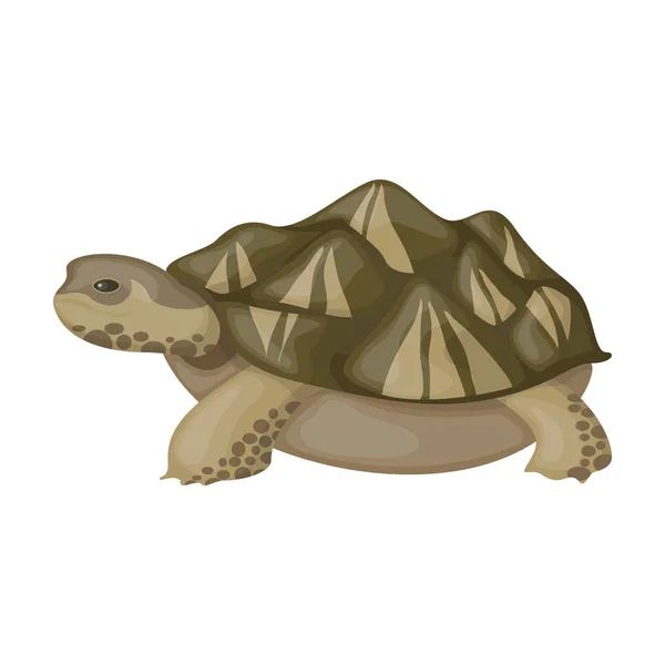 Ícone vetorial tartaruga marinha.Ícone vetorial dos desenhos animados isolado no fundo branco tartaruga marinha . — Vetor de Stock