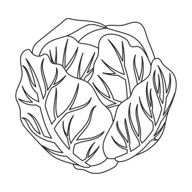 Lahana vektörü simgesi. Taslak, çizgi vektör simgesi beyaz arka planda izole edilmiş..