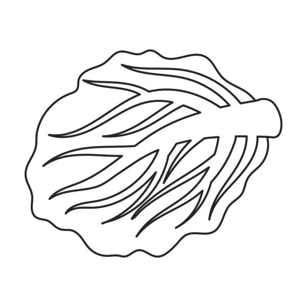 Cabbage vector icon.Outline, ícone de vetor de linha isolado no fundo branco repolho . — Vetor de Stock
