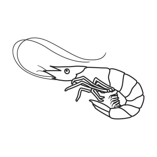 Icône vectorielle crevettes contour, icône vectorielle ligne isolée sur fond blanc crevettes  . — Image vectorielle