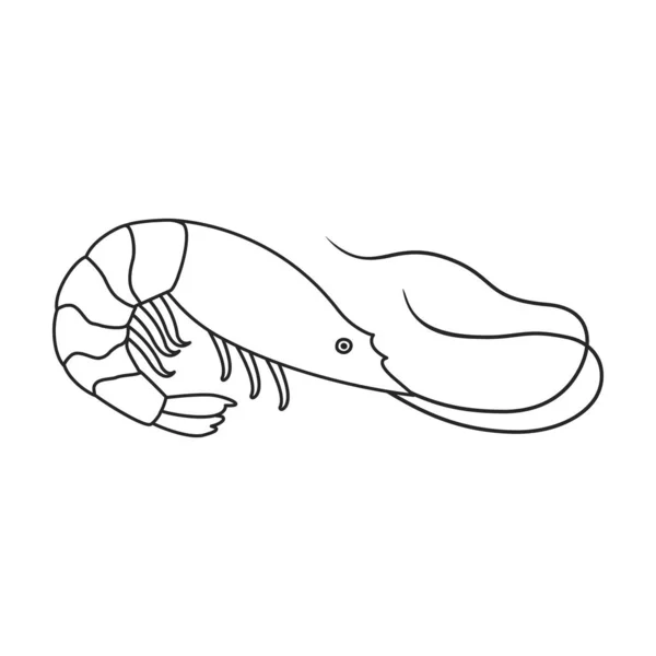 Shrimp vector icon.Outline,line vector icon isolated on white background shrimp . — 스톡 벡터
