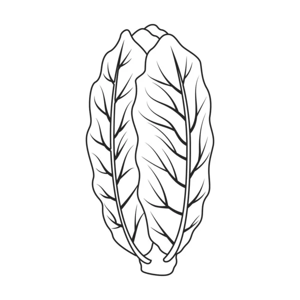 Logotipo Da Alfaceストックベクター ロイヤリティフリーlogotipo Da Alfaceイラスト ページ 5 Depositphotos