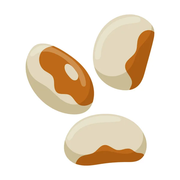 White bean vector icon.Cartoon vector icon isolated on white background white bean. — Stock Vector