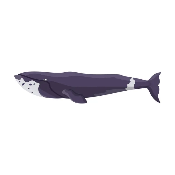 Icono vectorial de ballena Groenlandia.Icono vectorial de dibujos animados aislado sobre fondo blanco ballena Groenlandia  . — Archivo Imágenes Vectoriales