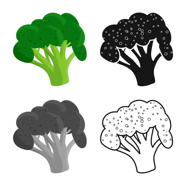 Ilustração vetorial de brócolis e logotipo de repolho. Conjunto de brócolis e vetor verde ícone para estoque . — Vetor de Stock