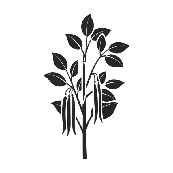 Plante d'icône vectorielle de haricot Icône vectorielle noire isolée sur fond blanc plante de haricot  . — Image vectorielle