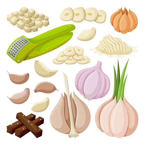 Vector illustration garlic on white background . Isolated cartoon set icon food of onion . Vector cartoon set icon garlic. — Stok Vektör