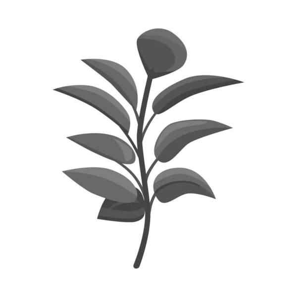 Μεμονωμένο αντικείμενο φύλλου και εικονίδιο καφέ. Συλλογή απεικόνισης διανύσματος φύλλων και φυτικών αποθεμάτων. — Διανυσματικό Αρχείο