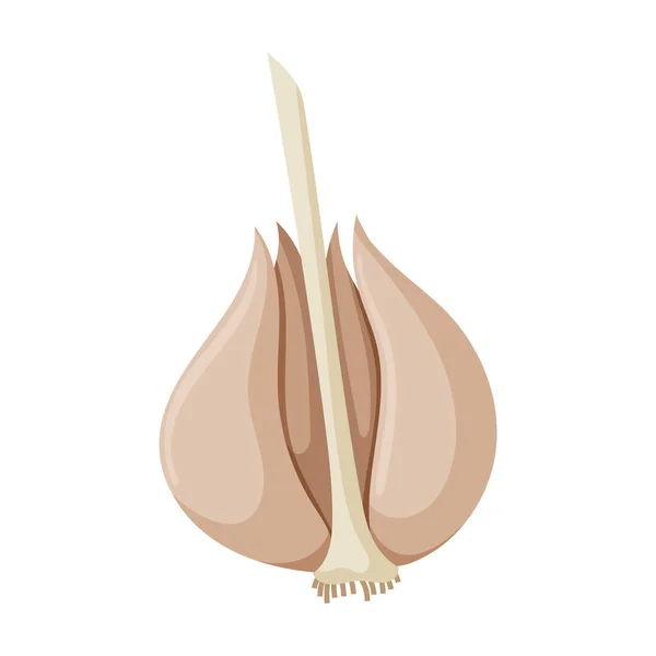 Garlic vector icon.Cartoon vector icon isolated on white background garlic . — 스톡 벡터