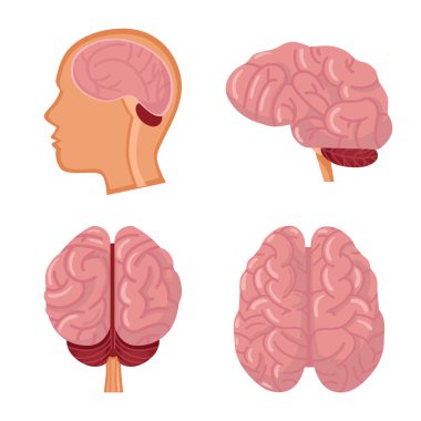 Organ ve tıbbi işaretlerin vektör çizimi. Stok için organ ve bilim vektör simgesi kümesi.