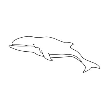 Balina kambur balina vektör simgesi. Taslak vektör simgesi beyaz arka plan balina kambur balina üzerinde izole. .