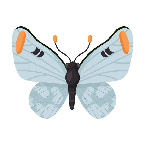 Pillangó vektor ikon.Rajzfilm vektor ikon elszigetelt fehér háttér pillangó . — Stock Vector
