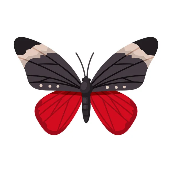 Icona vettoriale a farfalla. Icona vettoriale a cartoni animati isolata su sfondo bianco farfalla  . — Vettoriale Stock